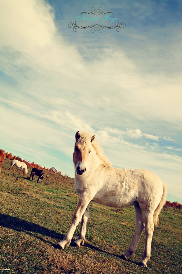 White Caspian horse, Houlton, maine, Dowry Farms